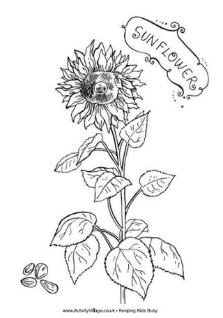 Sunflower Colouring Page