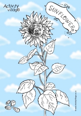 Sunflower Colouring Page 3