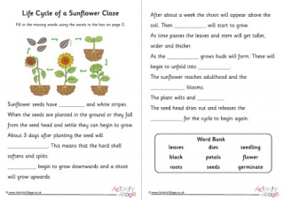 Sunflower Life Cycle Cloze