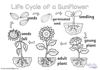 Sunflower Life Cycle Colouring Page