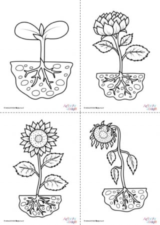 Sunflower Life Cycle Colouring Pages Set