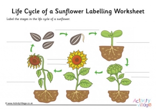 Sunflower Life Cycle Labelling Worksheet