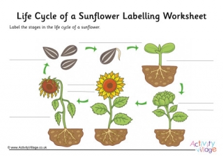Life Cycle Of A Sunflower