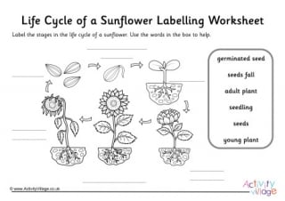 Sunflower Life Cycle Labelling Worksheet Guided