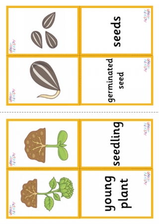 Sunflower Life Cycle Matching Cards