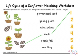 Sunflower Life Cycle Matching Worksheet