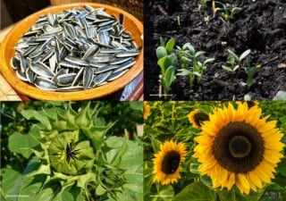 Sunflower Life Cycle Photo Posters