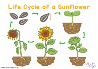 Sunflower Life Cycle Poster