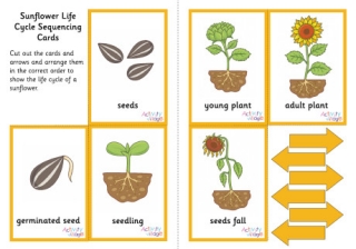 Sunflower Life Cycle Sequencing Cards