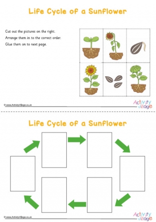 Sunflower Life Cycle Sequencing Worksheet