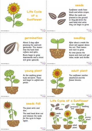 Sunflower Life Cycle Slideshow