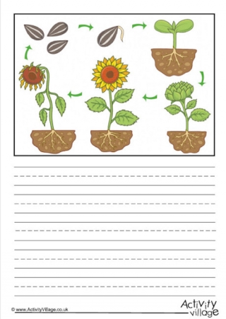 Sunflower Life Cycle Story Paper - Blank