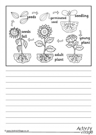 Sunflower Life Cycle Story Paper - Labelled