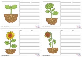 Sunflower Life Cycle Story Paper Set - Blank