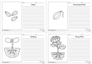 Sunflower Life Cycle Story Paper Set - Labelled