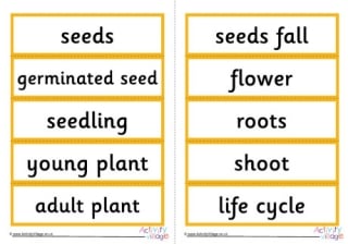 Sunflower Life Cycle Word Cards