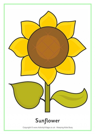 Sunflower poster