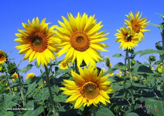 Sunflower Poster