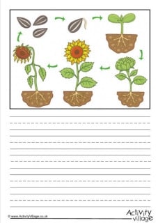 Sunflower Worksheets