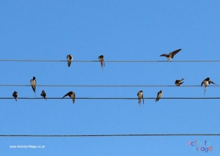 Swallow Migration Poster