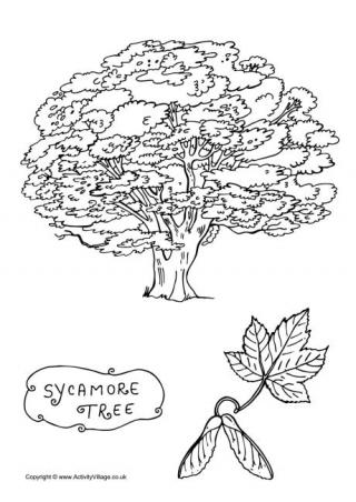 Sycamore Tree Colouring Page