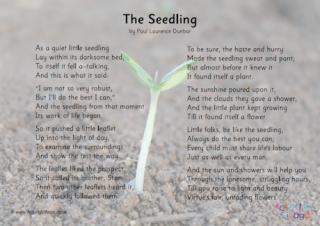 The Seedling Slideshow