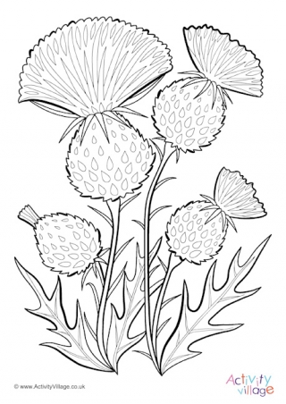 Thistle Colouring Page 3