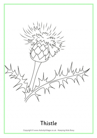 Thistle Colouring Page