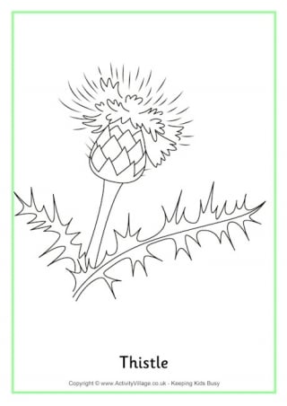 Thistle Colouring Page