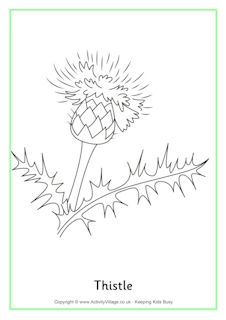 Thistle Colouring Pages