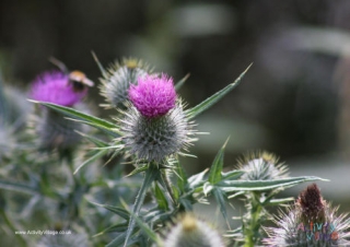 Thistle Poster 2