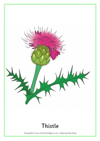 Thistle Poster