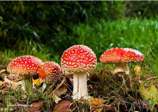 Toadstools Poster