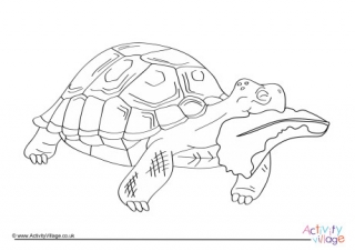 Tortoise Colouring Page 4