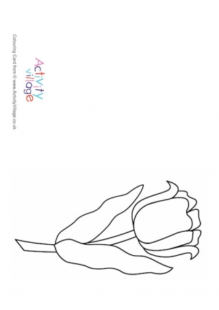 Tulip Colouring Card