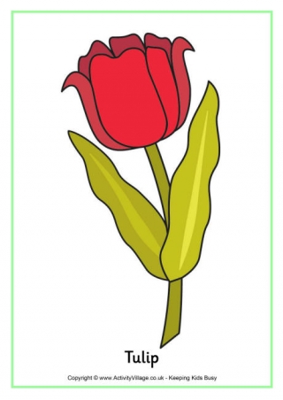 Tulip Poster