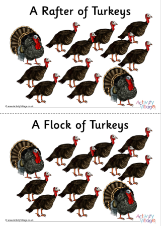 Turkey Collective Noun Posters