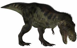 Tyrannosaurus Printables for Kids