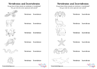 Vertebrates Invertebrates Worksheet