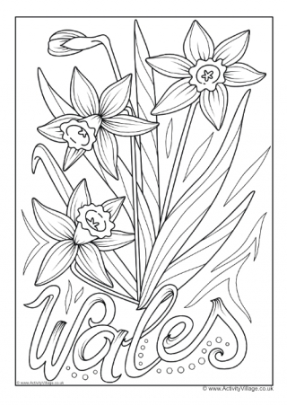 Wales National Flower Colouring Page