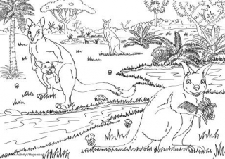 Wallabies Scene Colouring Page