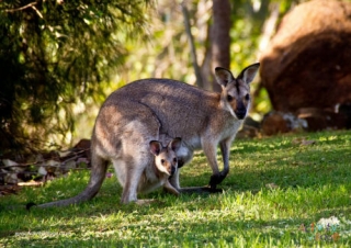 Wallaby Poster