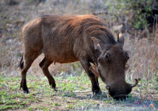 Warthog Poster