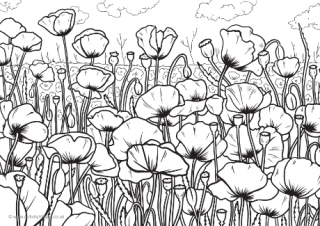 Wild Poppies Colouring Page