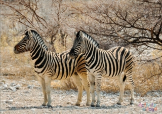 Zebra Poster 2