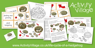 Learning about the Life Cycle of a Hedgehog