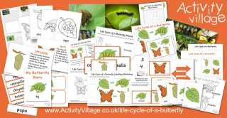 The Life Cycle of a Butterfly