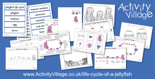 New Life Cycle of a Jellyfish Learning Resources
