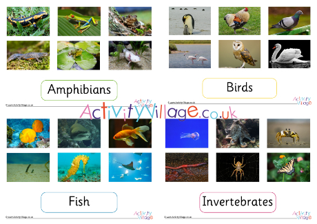 Animal Classification Photo Posters