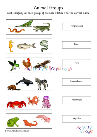 Animal Groups Matching Worksheet